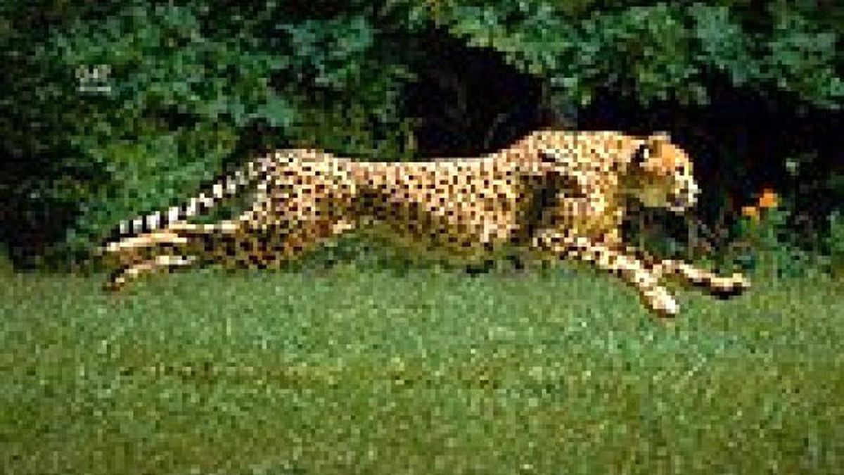 Dünyanın En Hızlı Koşucusu Çıtanın Ağır Çekim Görüntüleri Büyüledi