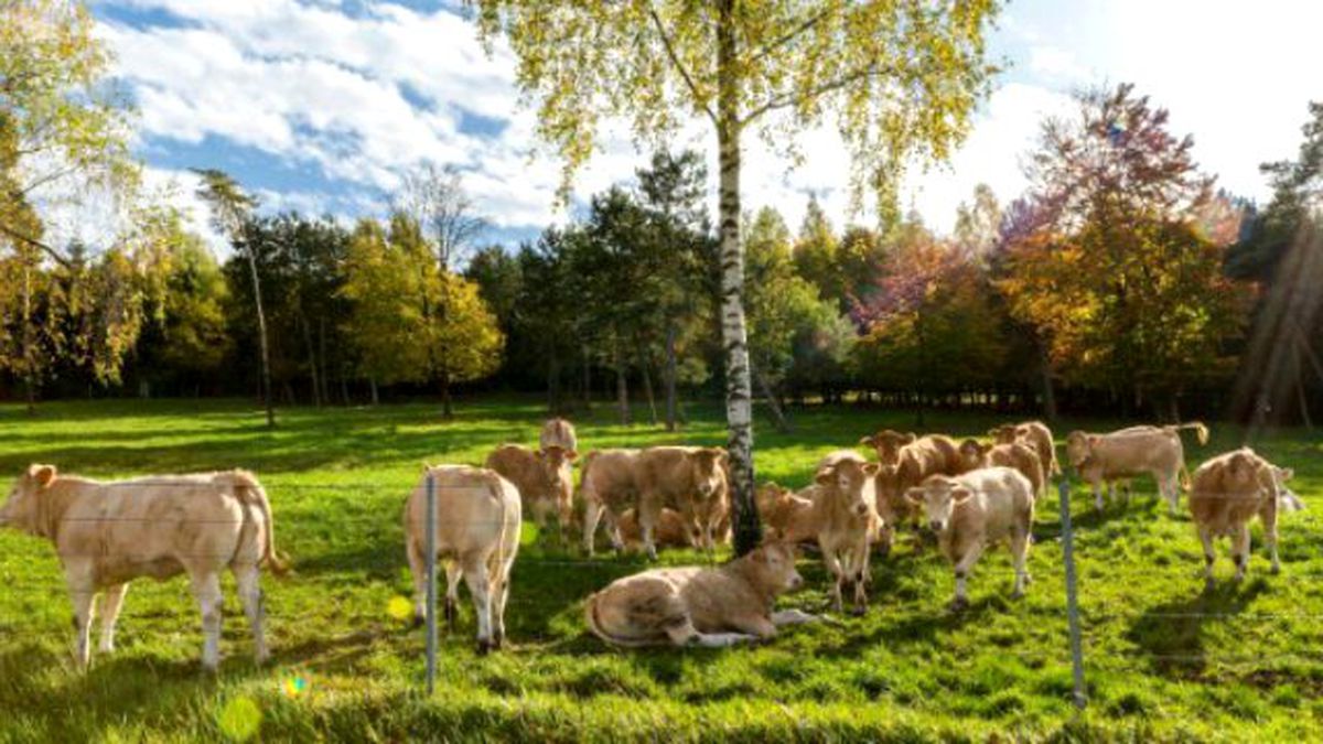 Dünyanın En Pahalı Eti, 3 Bin 200 Dolara Satılıyor