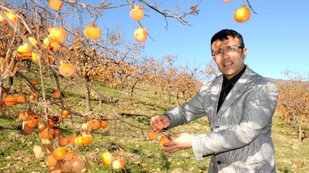 Harbiye Hurmasına İlgi Artıyor