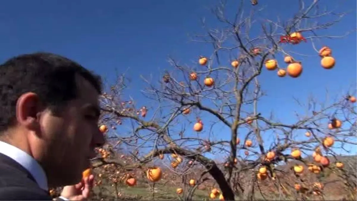 Hatay Harbiye Hurmasına İlgi Artıyor