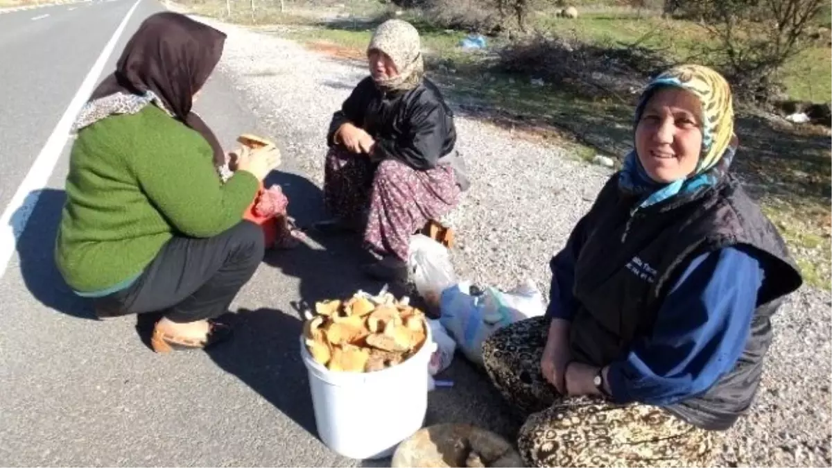 Havran\'da Melki Mantarı Köylü Kadınlara Geçim Kaynağı Oldu