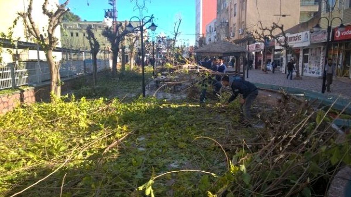 Silopi\'de Belediye Ekipleri Ağaçları Buduyor