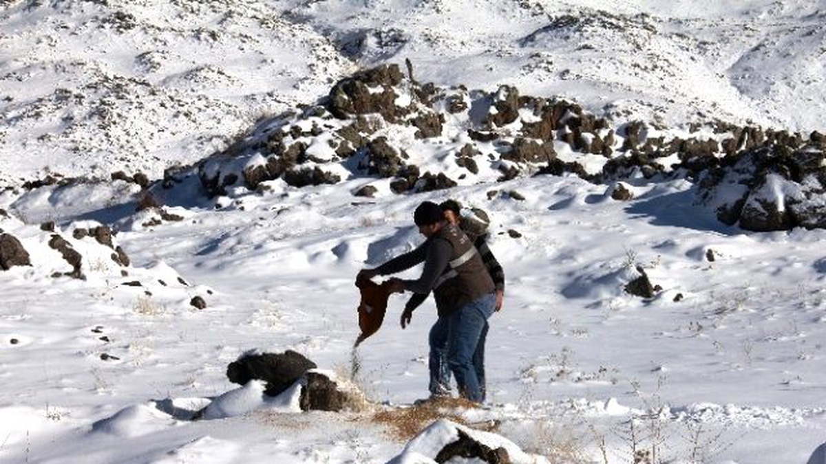 Yaban Hayvanlar İçin Ağrı Dağı\'na Yem Bırakıldı