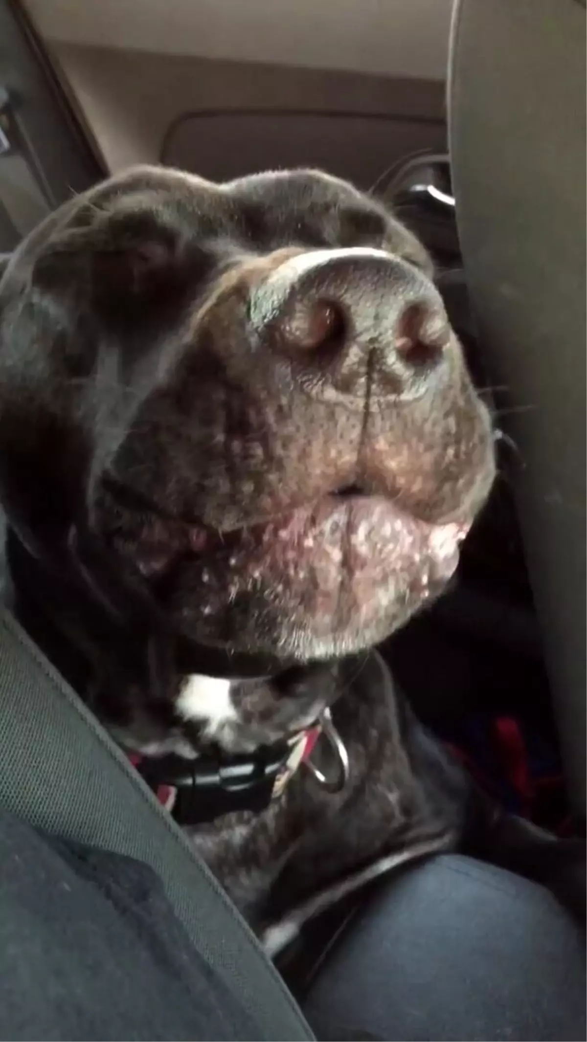 Adele\'in Hello Şarkısını Söyleyen Duygusal Köpek