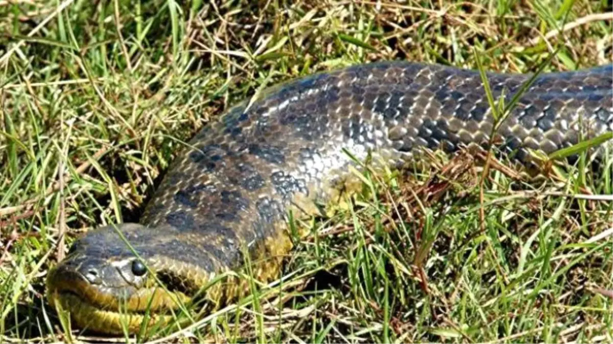 Anakonda Tek Hamlede Domuzu Mideye İndirdi