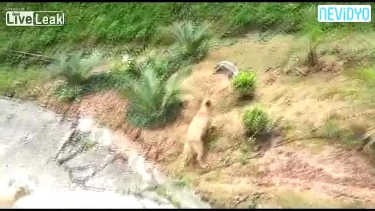 Dev Kertenkele ile Köpeğin Kapışması