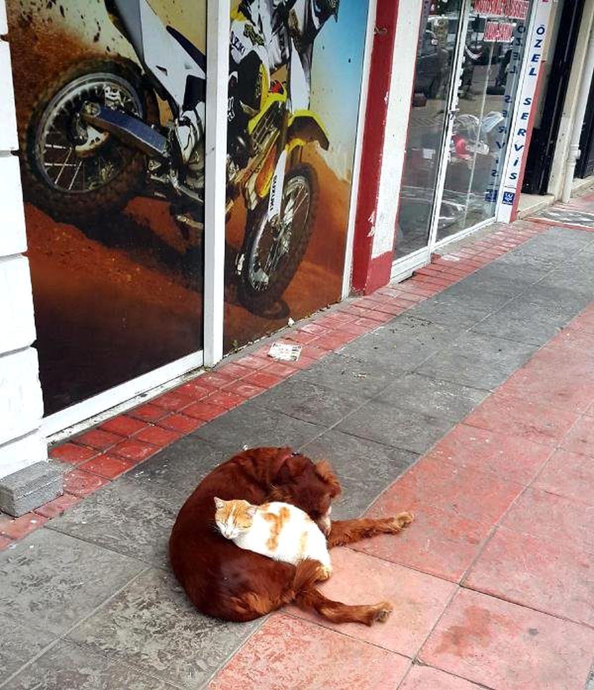 Dostluğun Böylesi