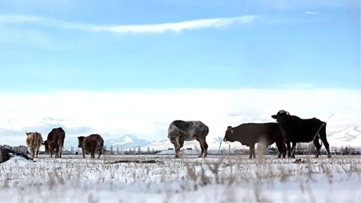 Erzurum\'da Kışın Hayvancılık Zor