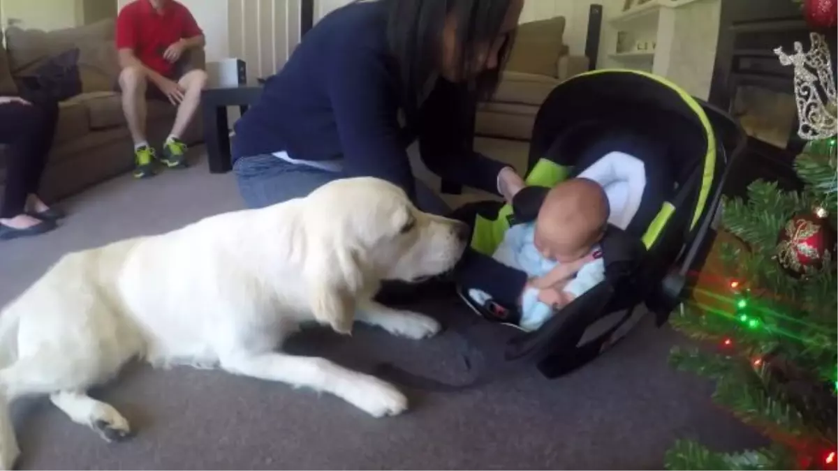 Evin Bebeğiyle Kez Tanışan Golden Retriever