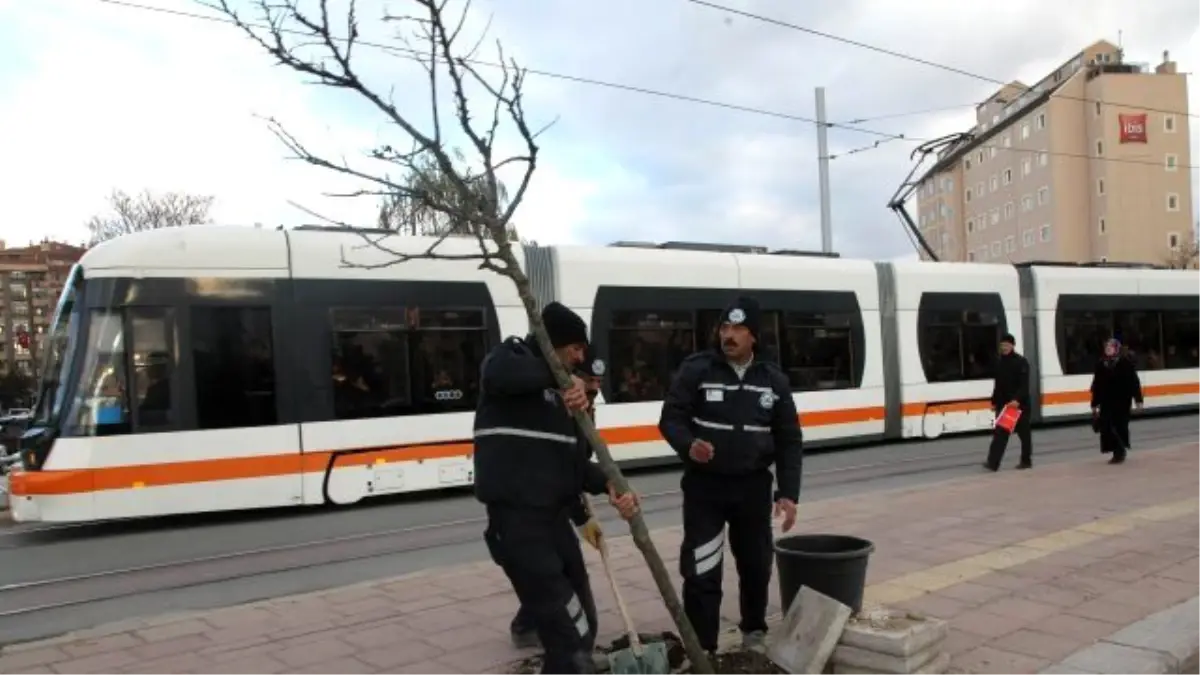 İsmet İnönü Caddesi Ağaçlandırılıyor