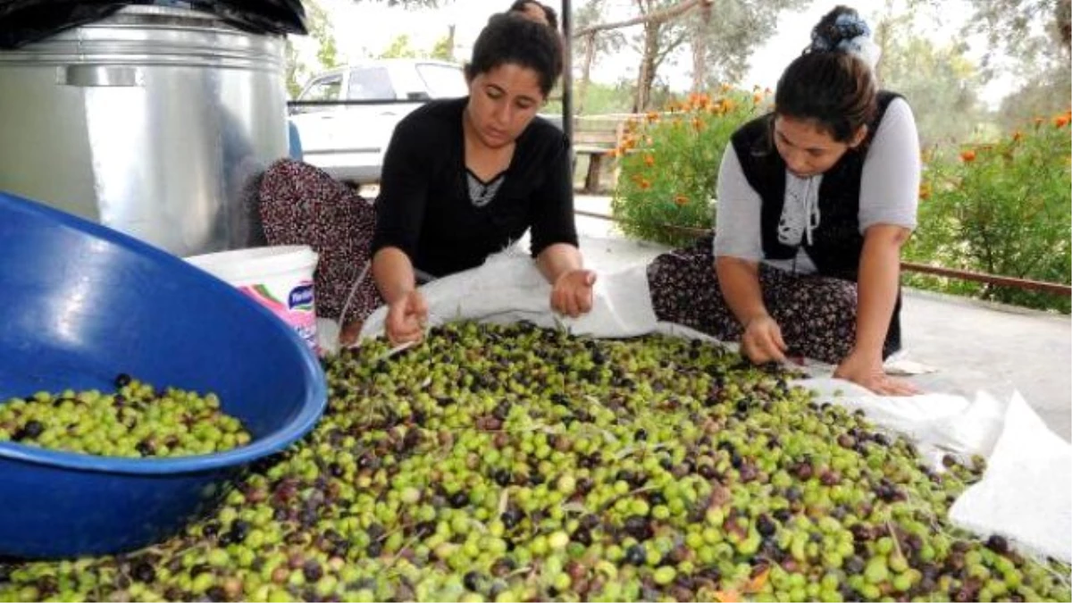 Kadirli\'de Zeytin Ağacı Sayısı 1 Milyonu Geçti