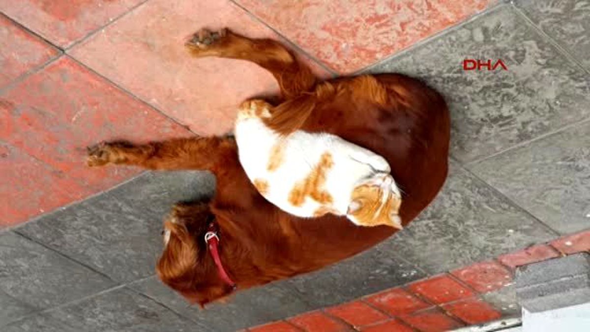 Kıskandıran Dostluk! Kedi ve Köpek Koyun Koyuna Uyuyor
