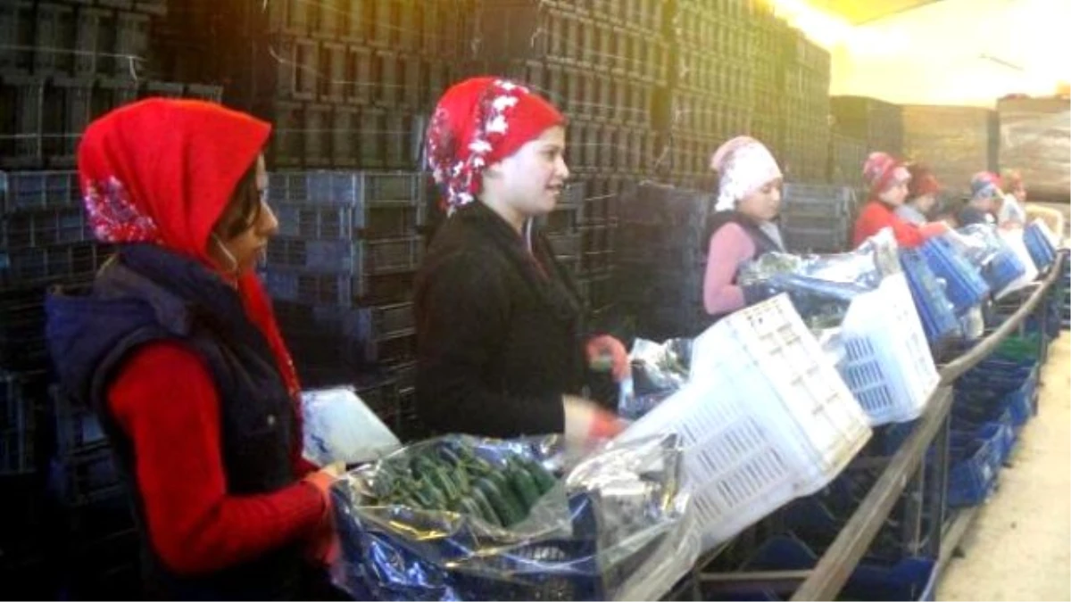 Rusya Krizi Dikenli Salatalığı Vurdu