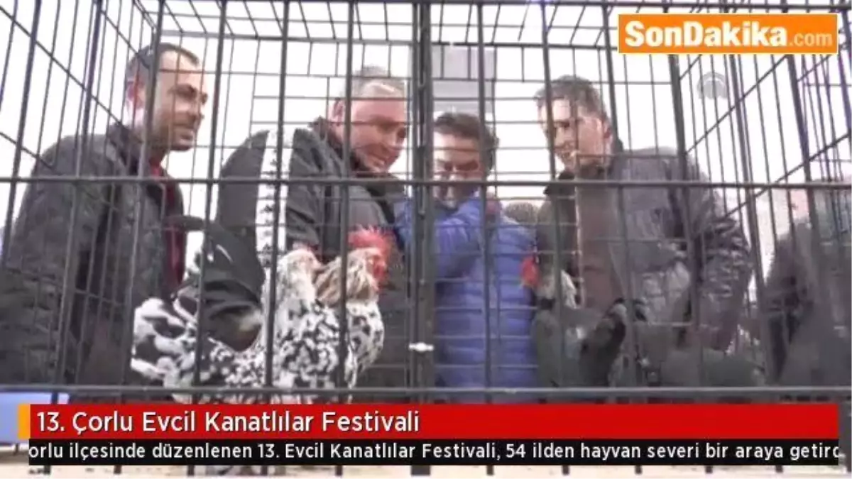 13. Çorlu Evcil Kanatlılar Festivali