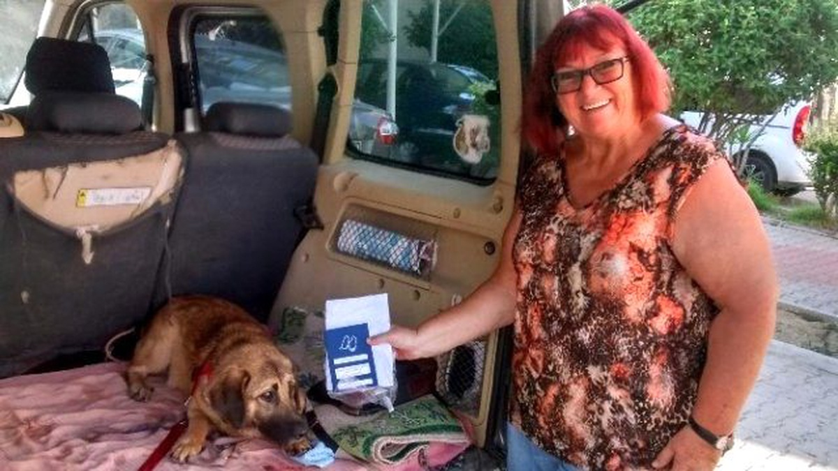 Alanya\'da 117 Sokak Köpeği Yurt Dışına Gönderildi