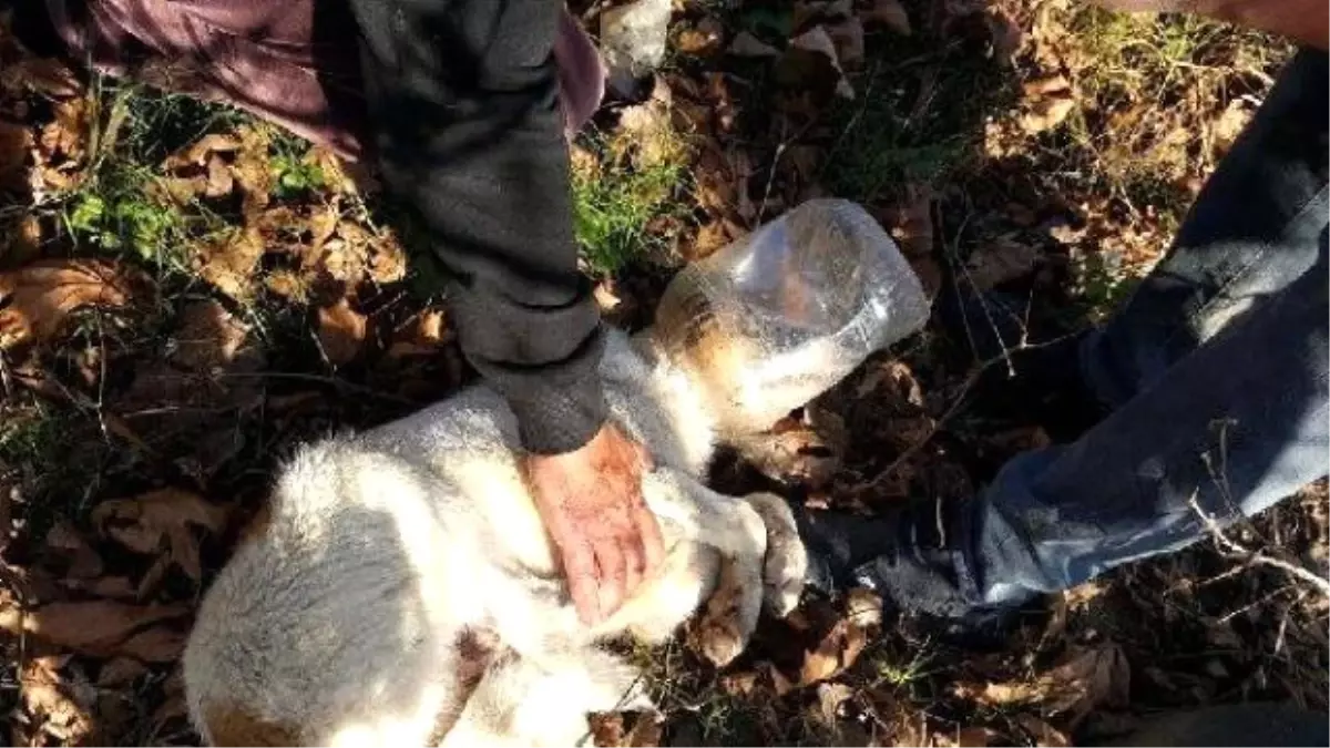 Başı Bidona Sıkışan Köpeği Hayvanseverler Kurtardı