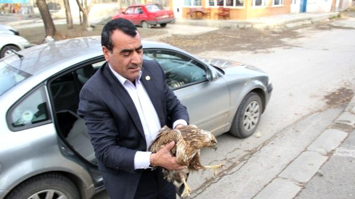 Erzincan\'da Yolda Yaralı Bulunan Kartal Koruma Altına Alındı