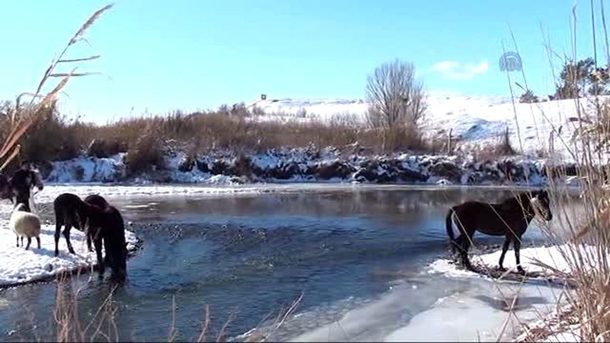 Koyun ve Yeni Doğan Yavrusu Donmak Üzereyken Bulundu
