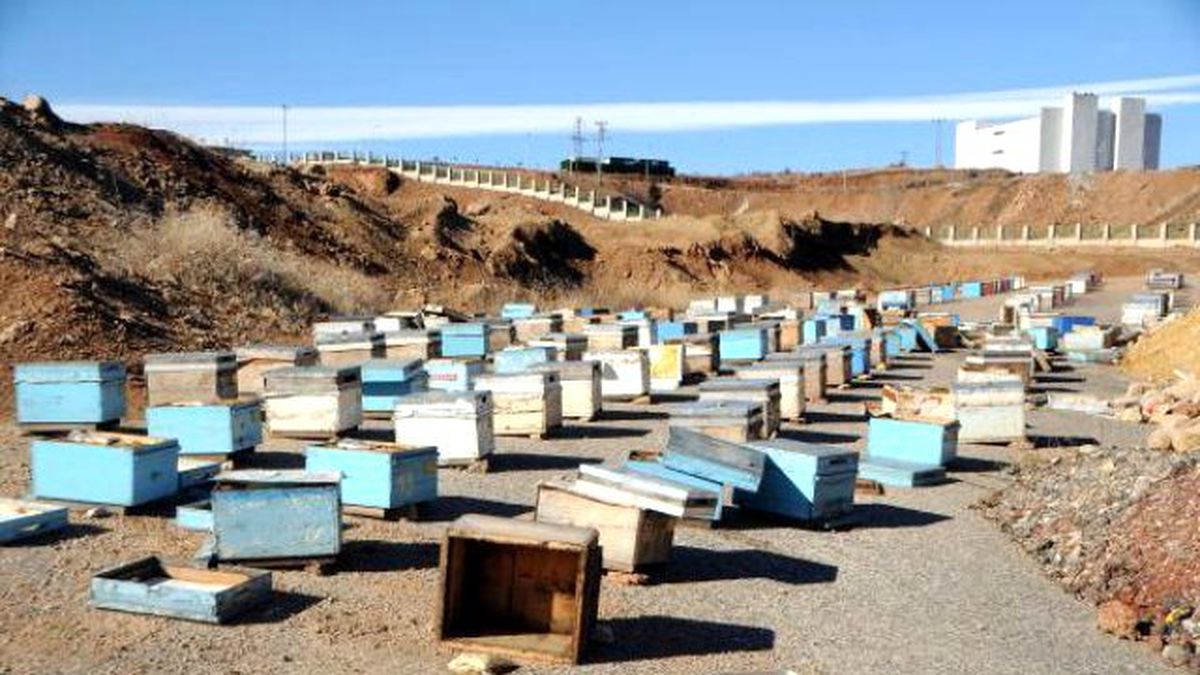 Tunceli\'de Aç Ayı ile Yavrusu, 60 Arı Kovanını Parçaladı