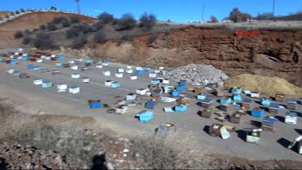 Tunceli'de Ayı, 60 Arı Kovanını Parçaladı