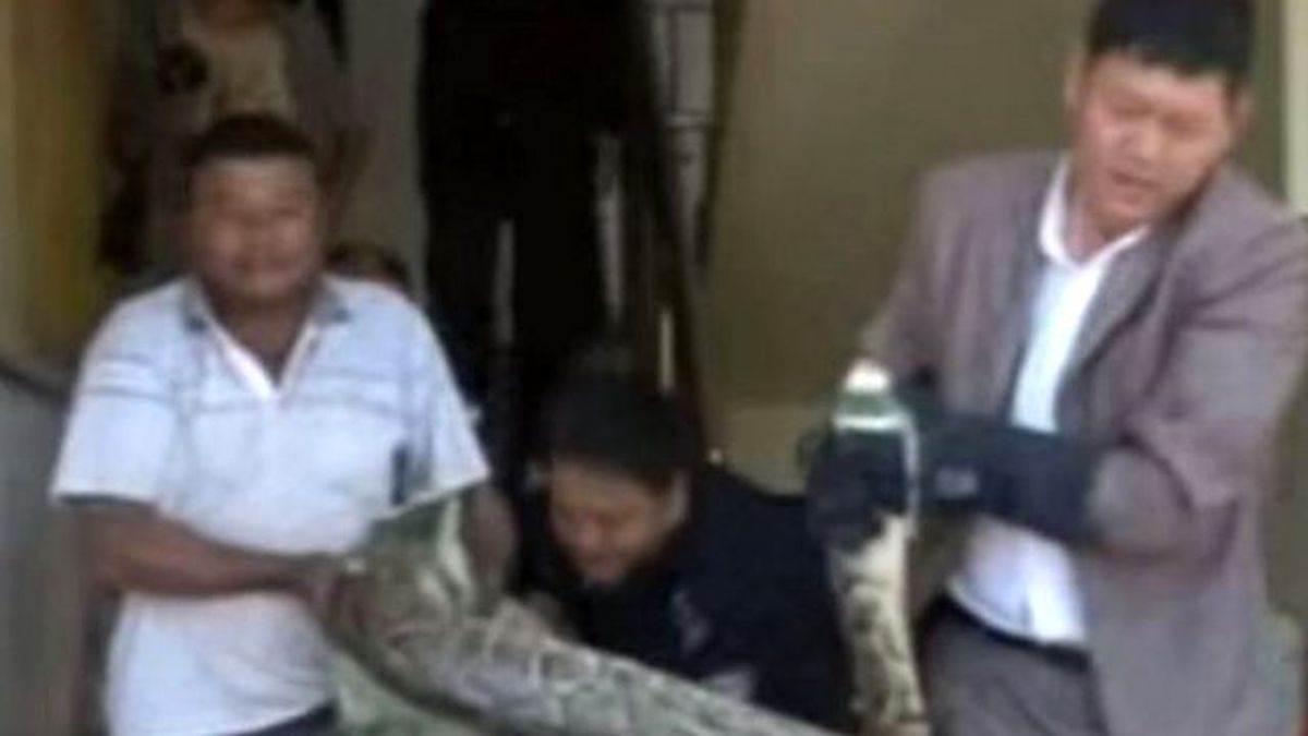 Vatandaşlar Endişeli! 100 Yaşındaki Piton Bulundu