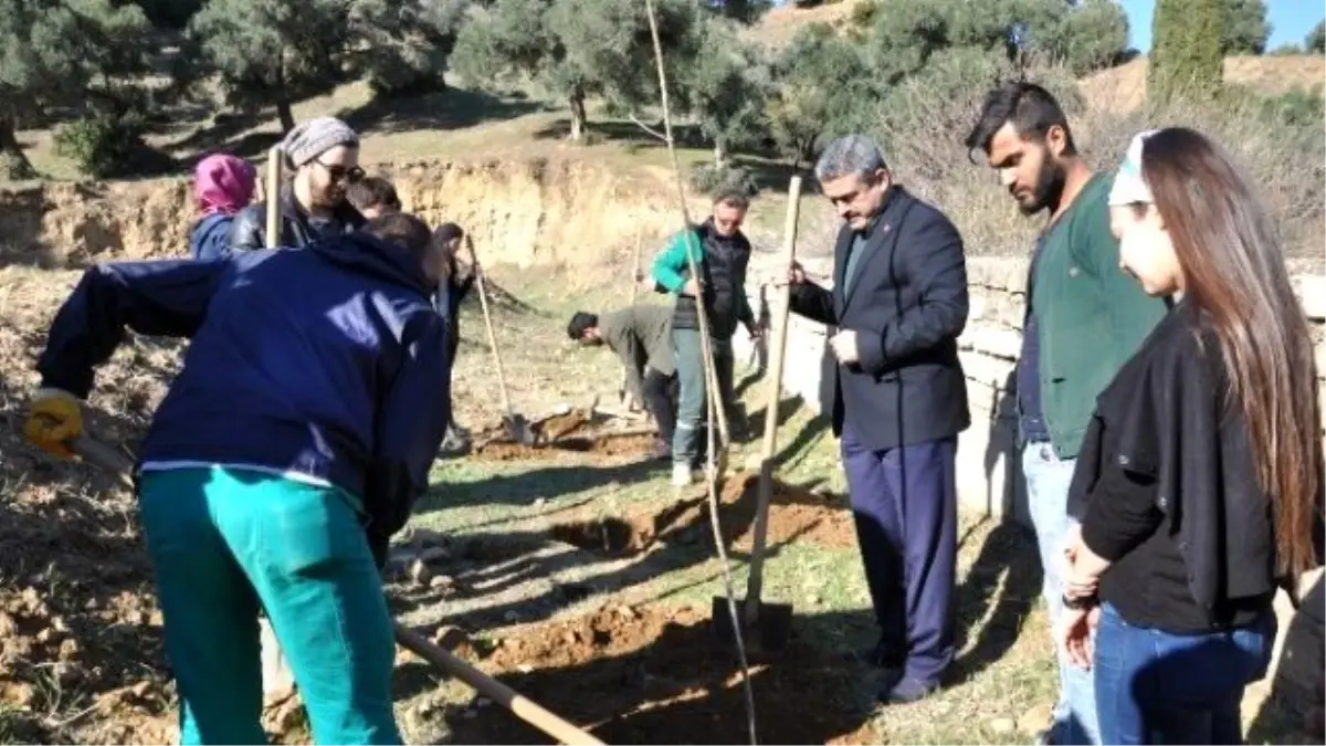 Başkan Alıcık, Gönüllülerle Birlikte Fidan Dikti