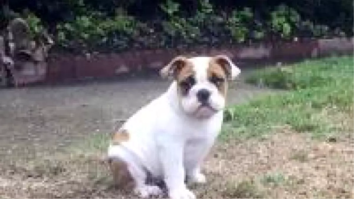 Hayatında İlk Defa Yağmurla Karşılaşan Köpek