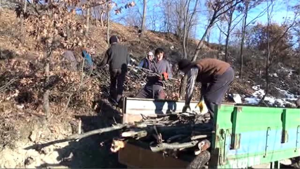 Orman Mahallelerinde Kışlık Yakacak Telaşı Başladı