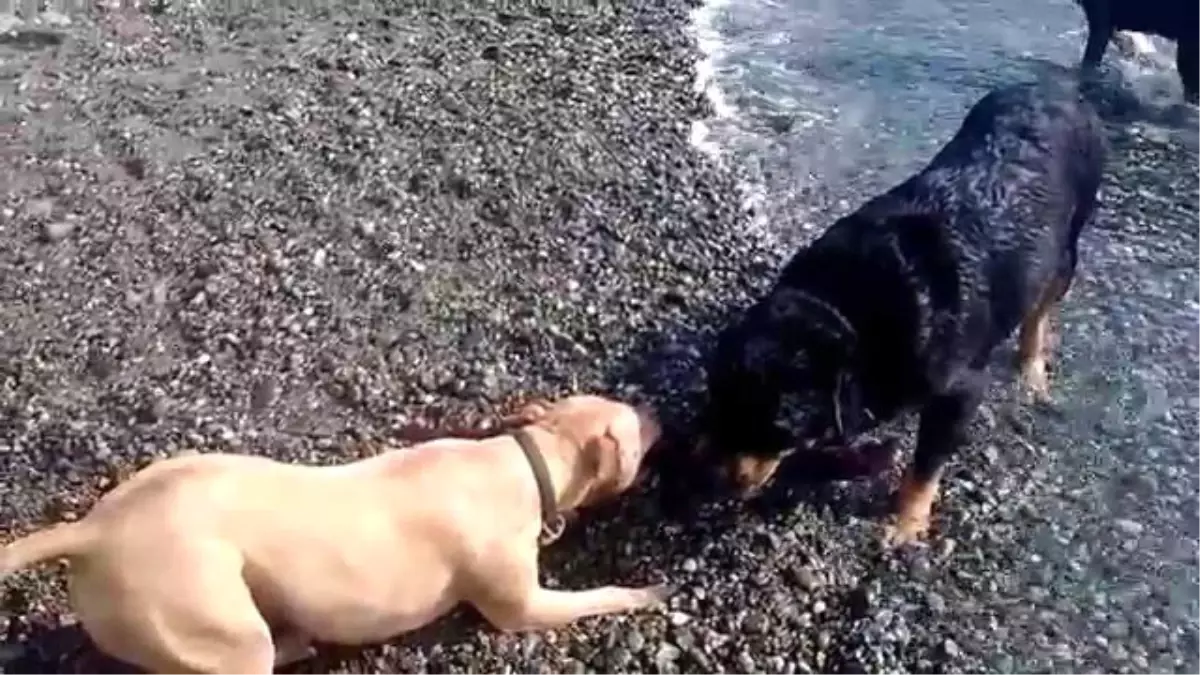 Rottweiler ve Pitbull Kapışması