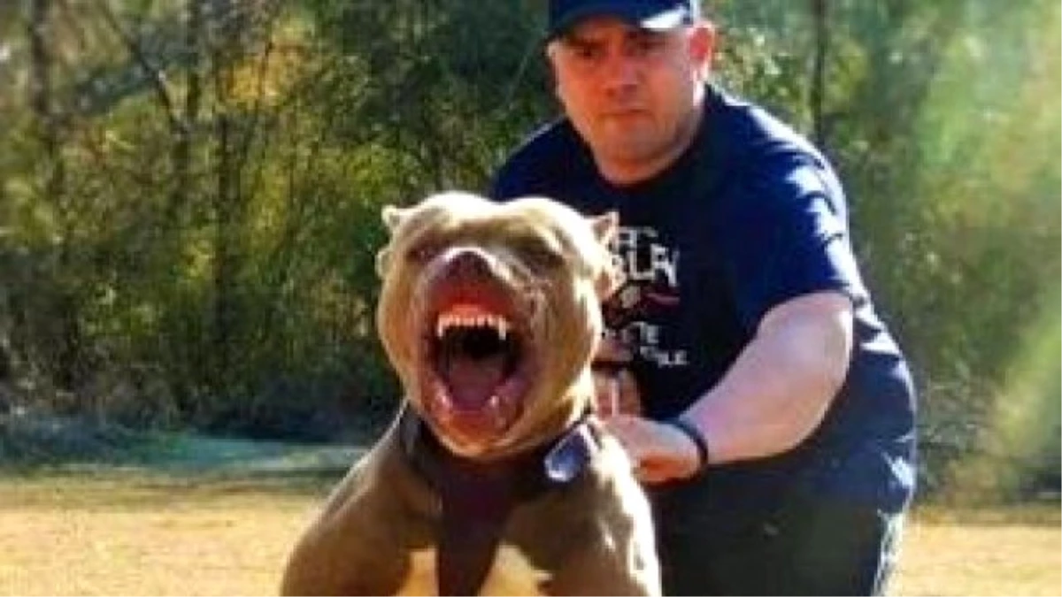 Rottweiler ve Pitbull Karşı Karşıya