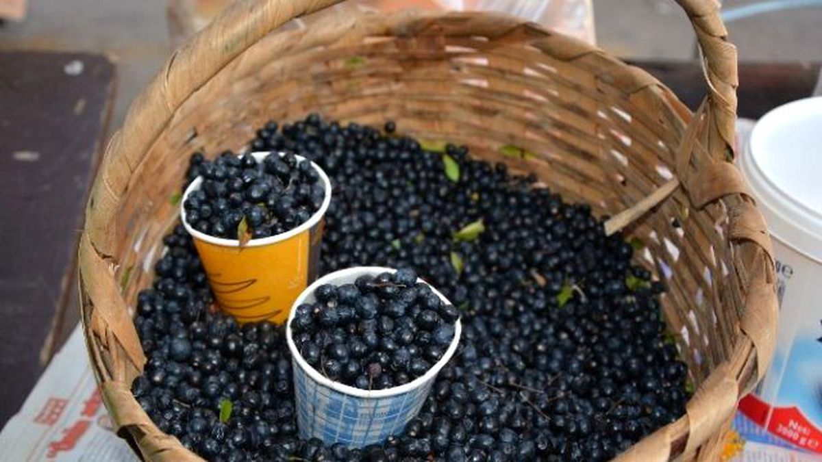 Sinop Pazarında Yaban Mersini
