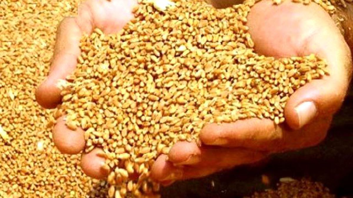 Bayraktar: Buğdayda 30 Milyon Ton Üretim Hayal Değil