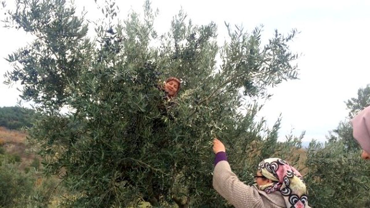 Bilecik\'te Zeytin Hasadı Devam Ediyor
