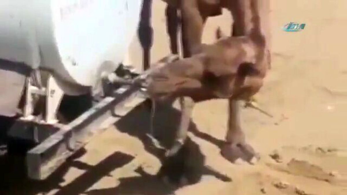 Susayan Deve Musluğu Açıp Suyunu İçti