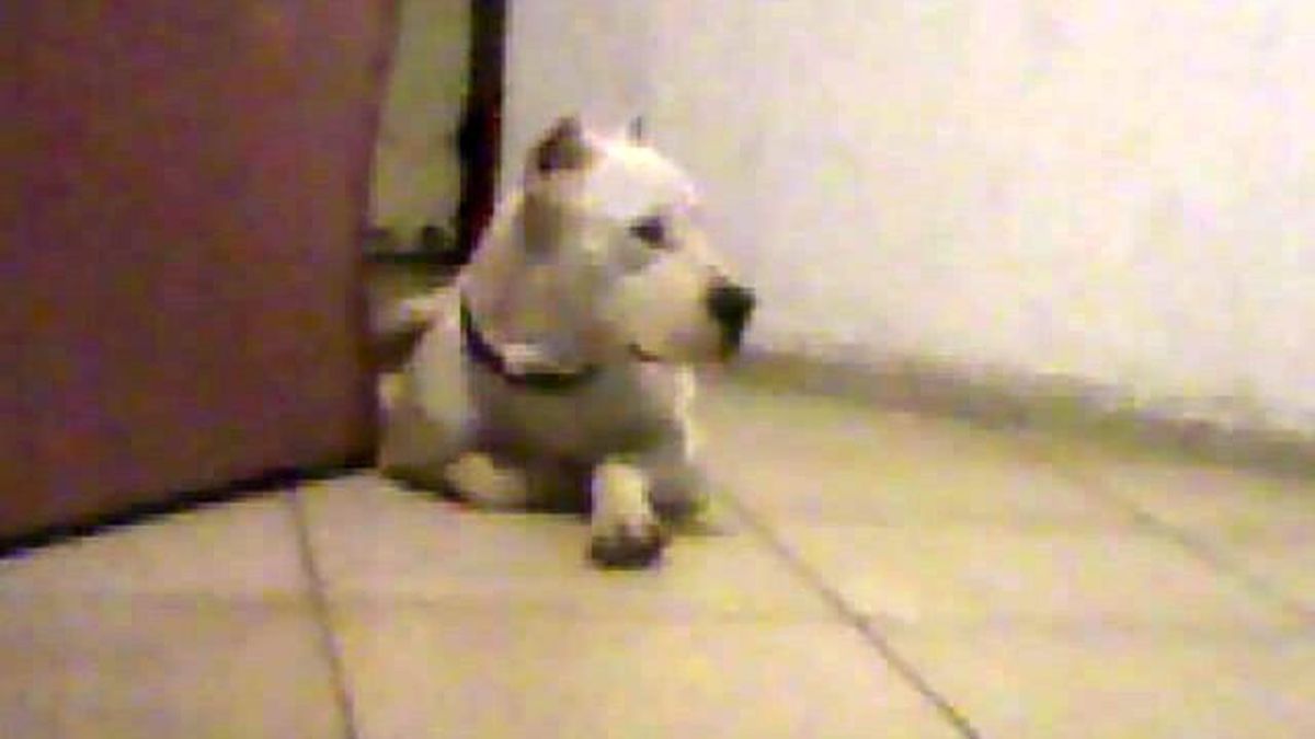 Dogo Argentino Vs Pitbull Y Bull Terrier
