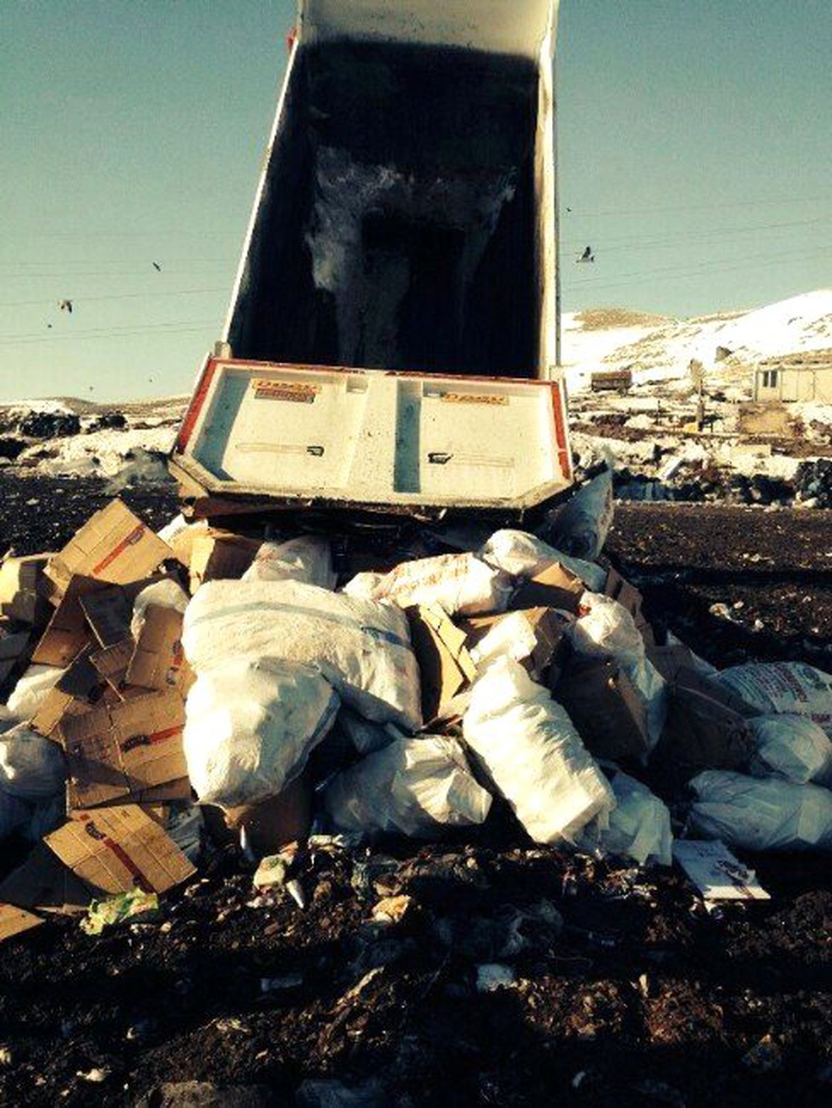 Edremit\'te 7 Ton Dondurma İmha Edildi