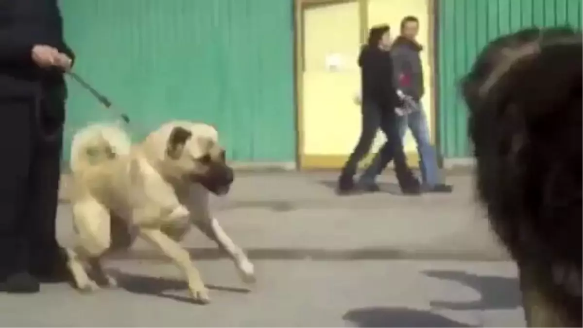 Kangal ve Kafkas Köpeği\'nin Atışması!