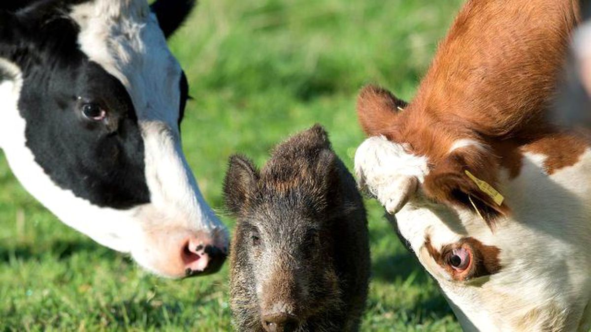 Bu Domuz Kendini Sığır Sanıyor! 2 Aydır Sığırlarla Yaşıyor