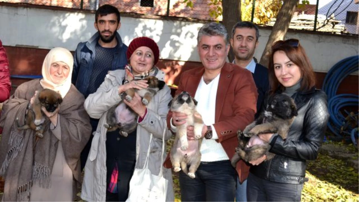 Lokantalardan Topladıkları Yemeklerle Sokak Hayvanlarını Doyuruyorlar