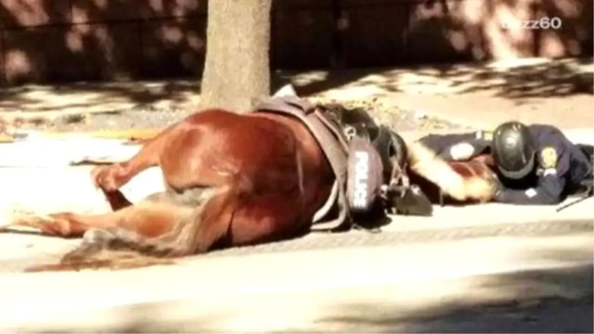 Officer Comforts Dying Patrol Horse