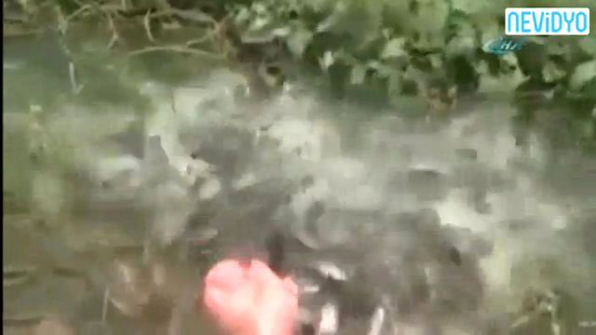 Piranalar Çıldırdı!