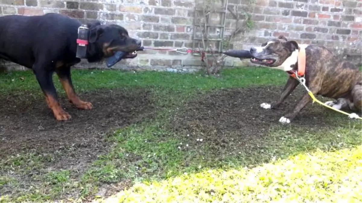 Rottweiler ve Pitbull Güç Denemesi