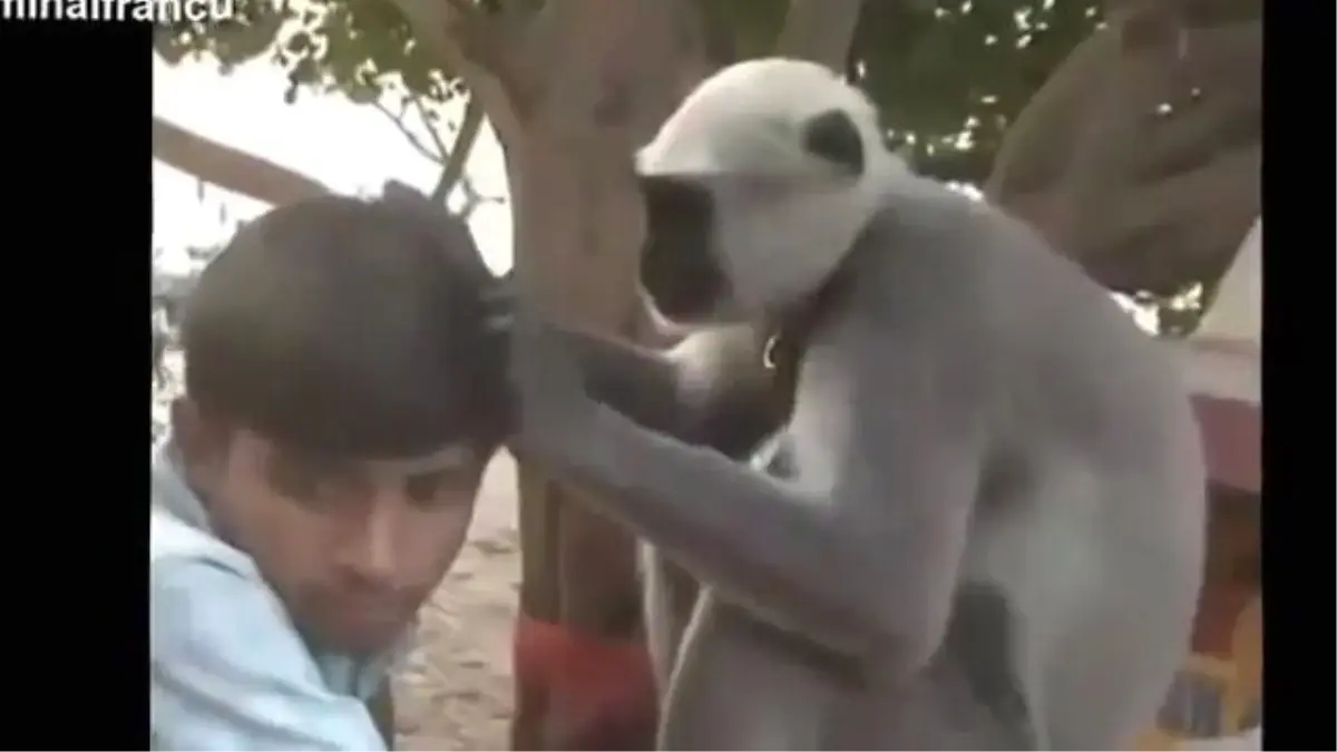 Birbirinden Komik Maymunlar