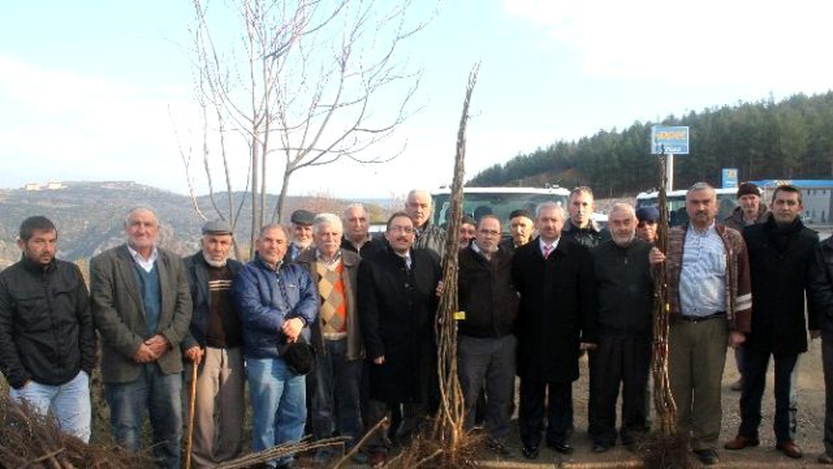 Çiftçilere Yüzde 50 Hibe Destekli Ceviz Fidanı Dağıtıldı