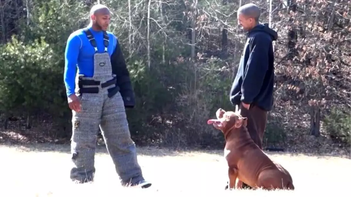 Ddk9: Controlled Pitbull Aggression (Worlds Best Off Breed Street Protection K9s)