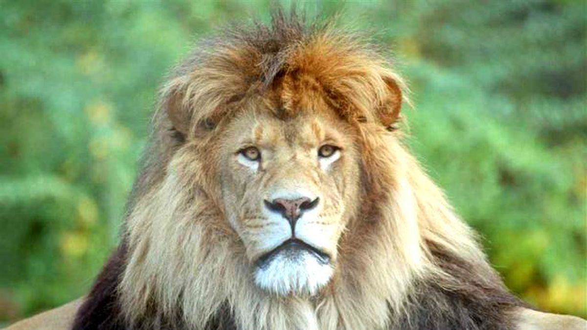 Erkek Aslanlar Avda Neden Dişilerden Daha İyi