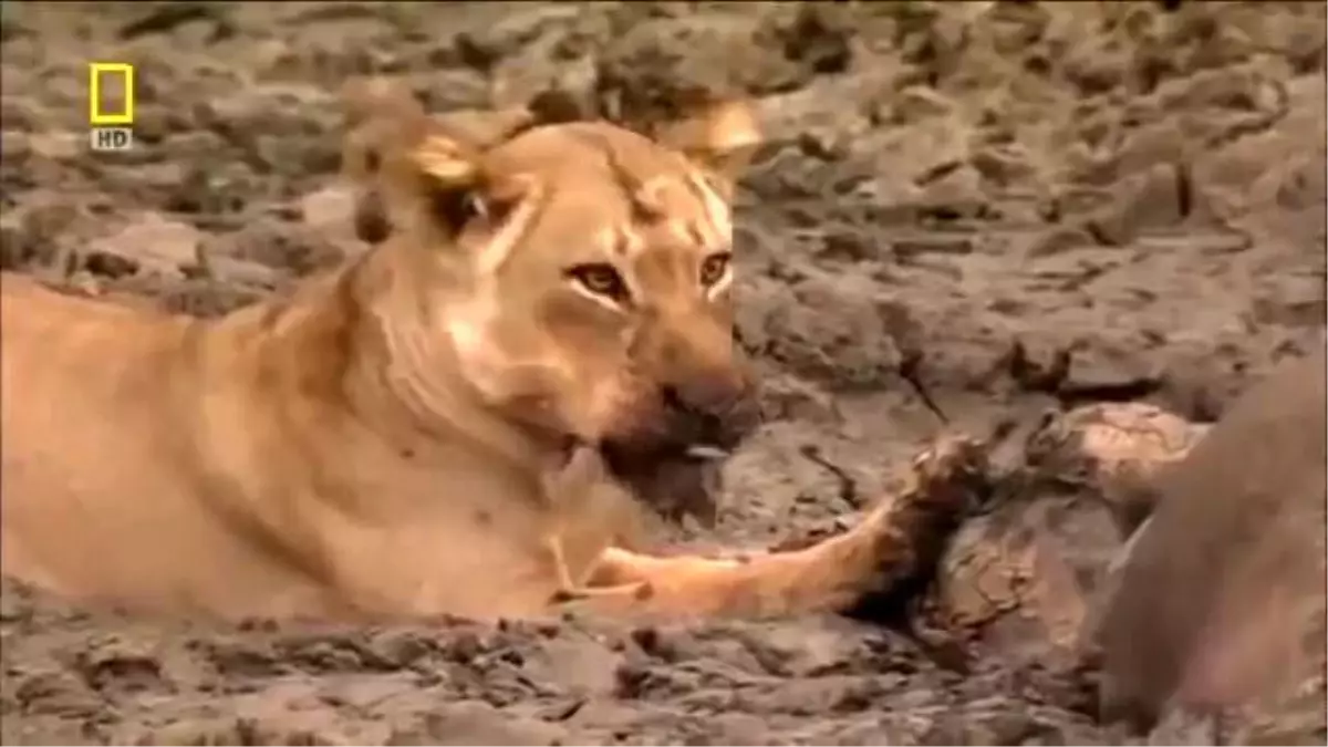 Hayvan Belgeseli - Afrikada Vahşi Yaşamlar Belgeseli