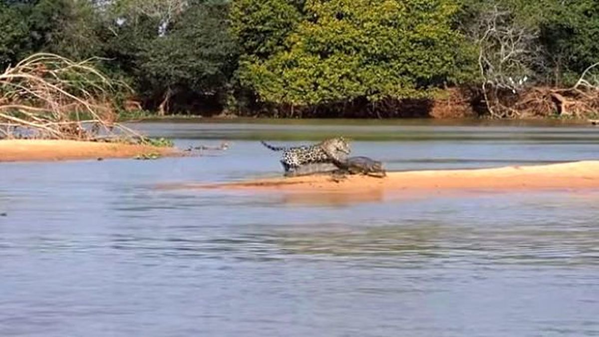 Jaguar, Dev Timsahı Tek Hamlede Midesine İndirdi