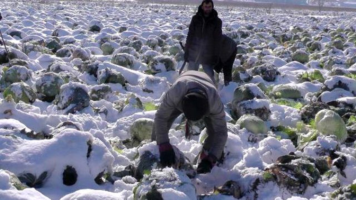 Tonlarca Lahana Kar Altında Kaldı, Yüzlerce Aile Mağdur Oldu