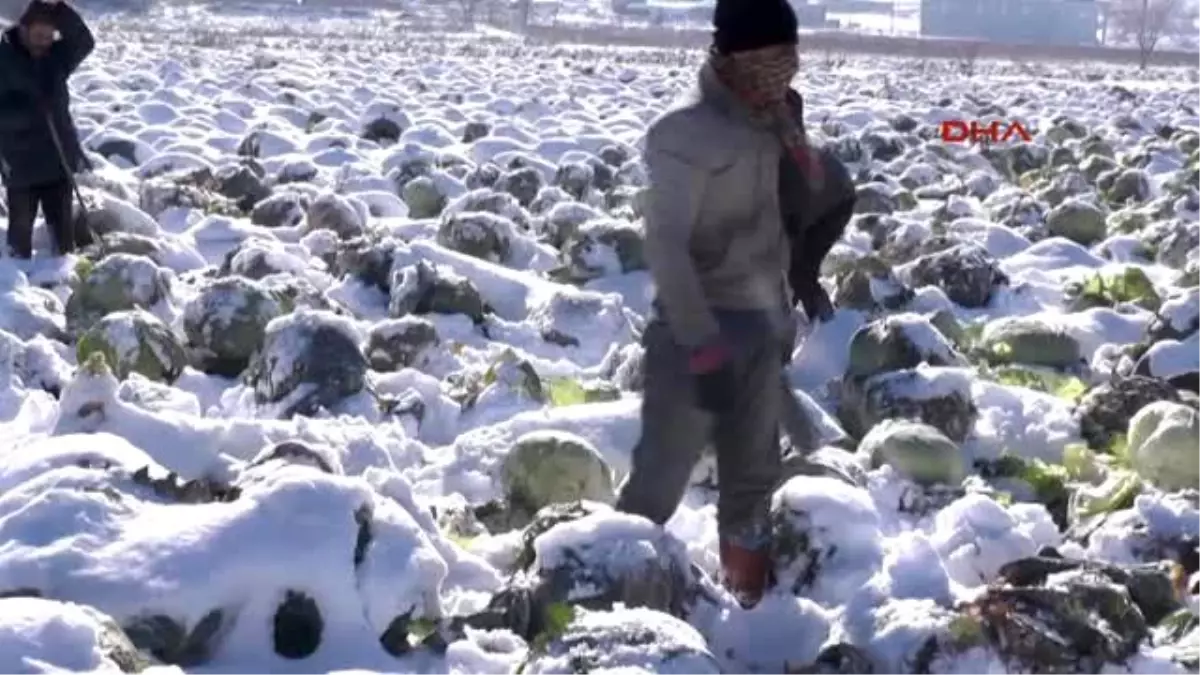 Muş Tonlarca Lahana Kar Altında Kaldı